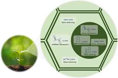 Regulatory non-coding RNAs: Emerging roles during plant ... Biology Diagrams
